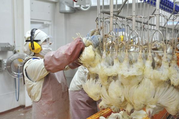 Мясо и птицеперерабатывающая промышленность